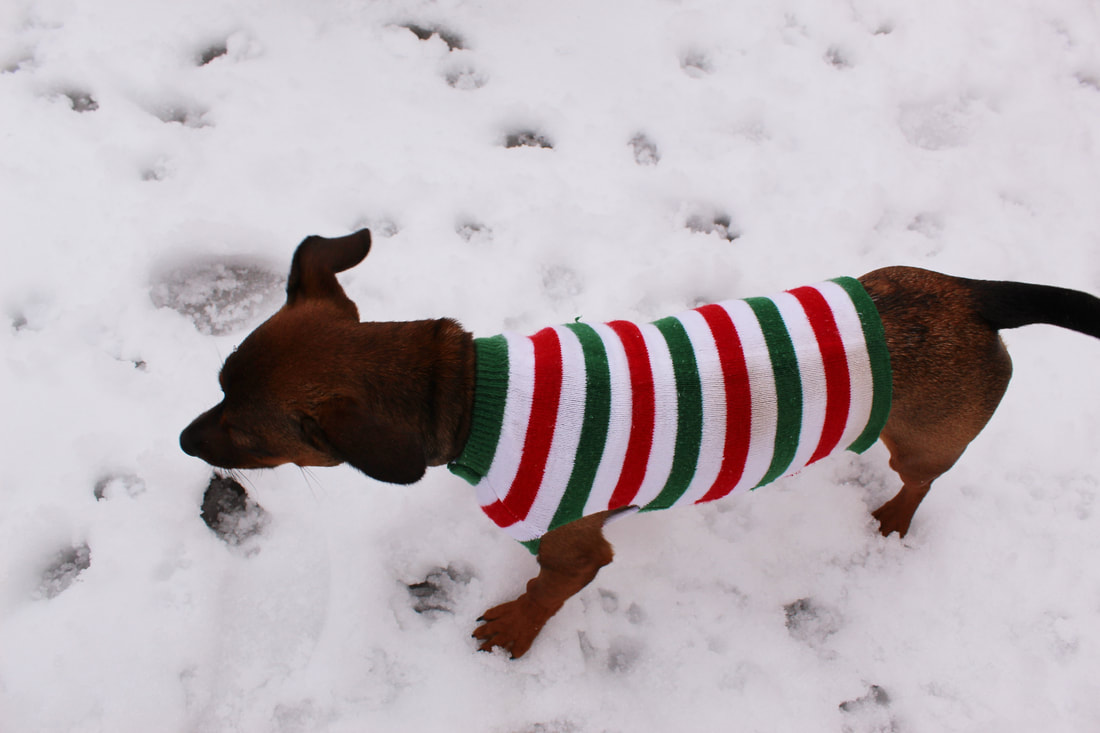 www.craftyrice.com Dog Sweater tutorial featuring Dobby the rescue Chiweenie